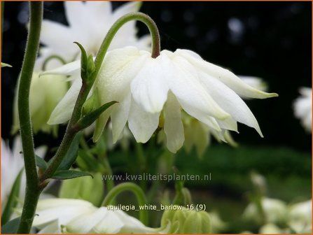 Aquilegia &#039;White Barlow&#039; | Akelei | Akelei