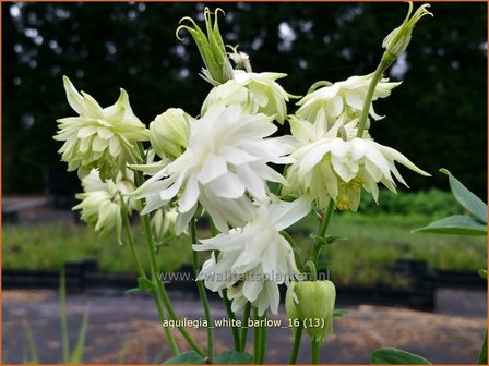 Aquilegia &#039;White Barlow&#039; | Akelei | Akelei