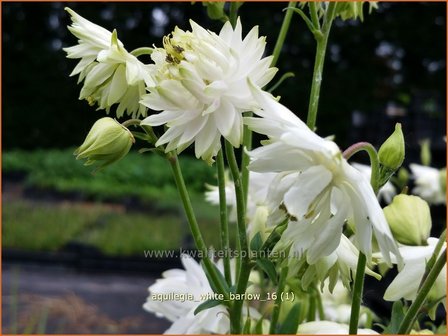 Aquilegia &#039;White Barlow&#039; | Akelei | Akelei