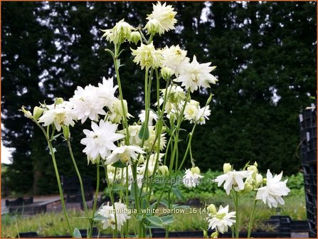 Aquilegia &#039;White Barlow&#039; | Akelei | Akelei