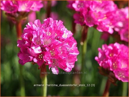 Armeria maritima &#039;D&uuml;sseldorfer Stolz&#039; | Engels gras | Strand-Grasnelke