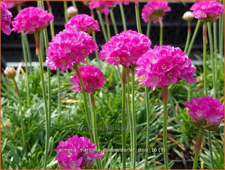 Armeria maritima &#039;D&uuml;sseldorfer Stolz&#039; | Engels gras | Strand-Grasnelke