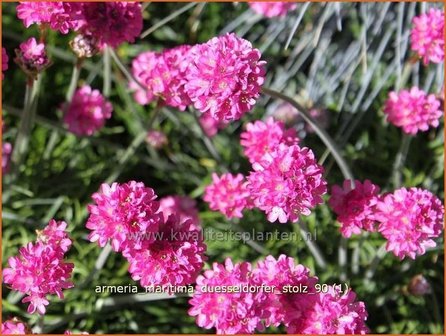 Armeria maritima &#039;D&uuml;sseldorfer Stolz&#039; | Engels gras | Strand-Grasnelke