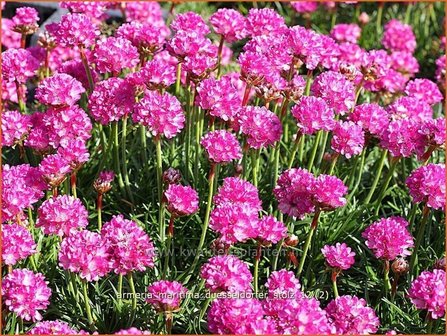 Armeria maritima &#039;D&uuml;sseldorfer Stolz&#039; | Engels gras | Strand-Grasnelke