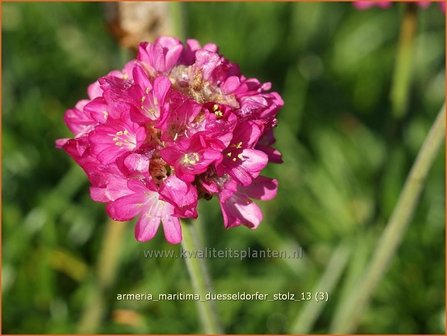 Armeria maritima &#039;D&uuml;sseldorfer Stolz&#039; | Engels gras | Strand-Grasnelke