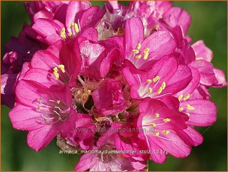 Armeria maritima &#039;D&uuml;sseldorfer Stolz&#039; | Engels gras | Strand-Grasnelke