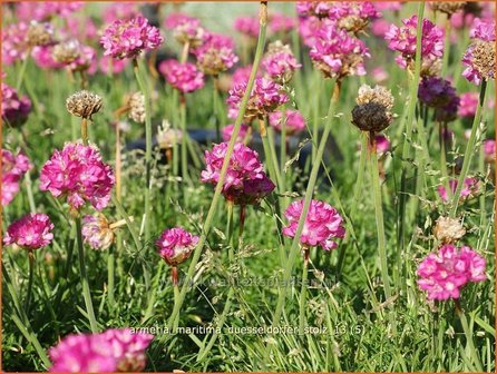 Armeria maritima &#039;D&uuml;sseldorfer Stolz&#039; | Engels gras | Strand-Grasnelke