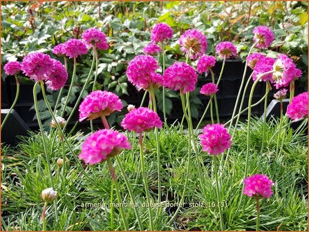 Armeria maritima &#039;D&uuml;sseldorfer Stolz&#039; | Engels gras | Strand-Grasnelke