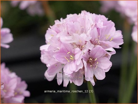 Armeria maritima &#039;Roschen&#039; | Engels gras | Strand-Grasnelke