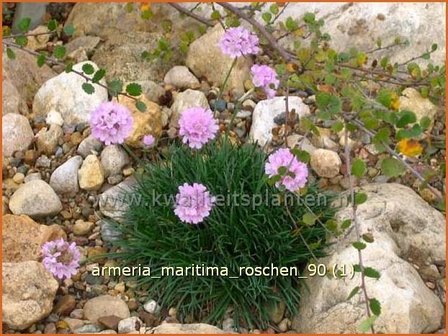 Armeria maritima &#039;Roschen&#039; | Engels gras | Strand-Grasnelke