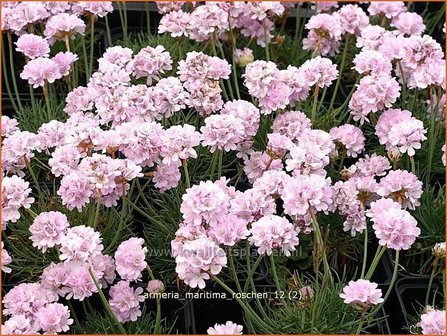 Armeria maritima &#039;Roschen&#039; | Engels gras | Strand-Grasnelke