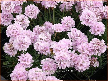 Armeria maritima &#039;Roschen&#039; | Engels gras | Strand-Grasnelke