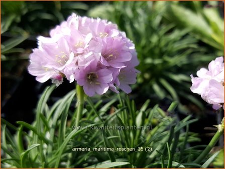 Armeria maritima &#039;Roschen&#039; | Engels gras | Strand-Grasnelke