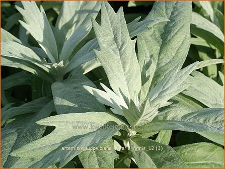 Artemisia ludoviciana &#039;Valerie Finnis&#039; | Alsem, Bijvoet, Edelruit | Pr&auml;rie Silberraute