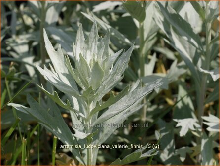 Artemisia ludoviciana &#039;Valerie Finnis&#039; | Alsem, Bijvoet, Edelruit | Pr&auml;rie Silberraute