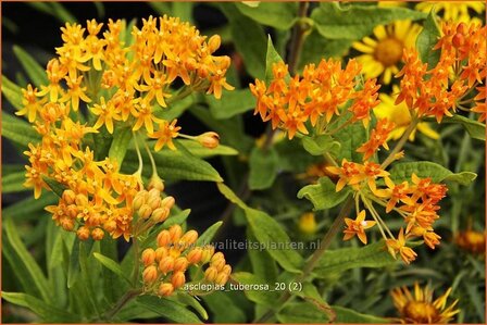 Asclepias tuberosa | Knolzijdeplant, Zijdeplant | Knollige Seidenpflanze