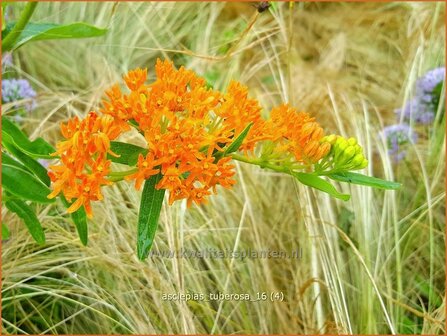 Asclepias tuberosa | Knolzijdeplant, Zijdeplant | Knollige Seidenpflanze