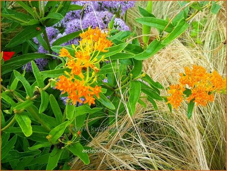 Asclepias tuberosa | Knolzijdeplant, Zijdeplant | Knollige Seidenpflanze