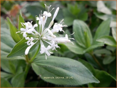 Asperula taurina | Bedstro | Turiner Meier