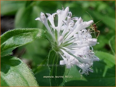 Asperula taurina | Bedstro | Turiner Meier