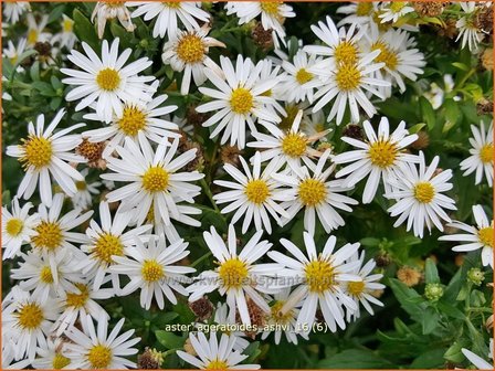 Aster ageratoides &#039;Ashvi&#039; | Aster | Ageratum-&auml;hnliche Aster