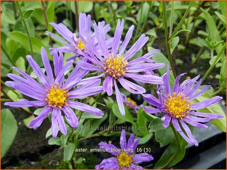 Aster amellus &#039;Blue King&#039; | Bergaster, Aster | Bergaster