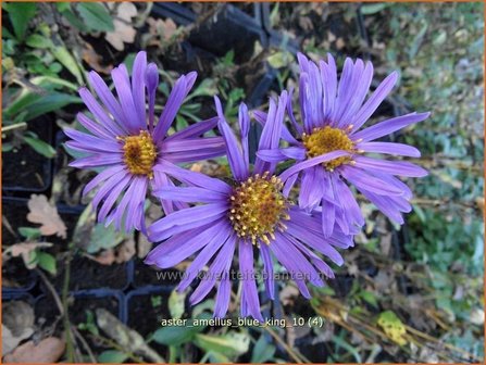 Aster amellus &#039;Blue King&#039; | Bergaster, Aster | Bergaster