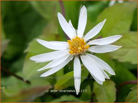 Aster divaricatus | Sneeuwsteraster, Bosaster, Aster | Waldaster