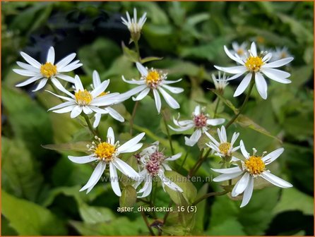 Aster divaricatus | Sneeuwsteraster, Bosaster, Aster | Waldaster