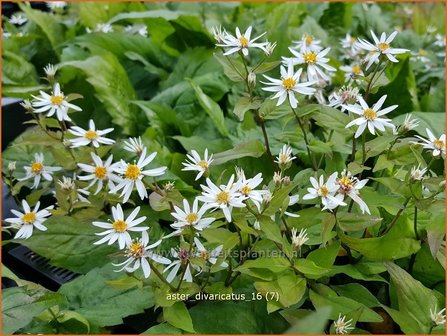 Aster divaricatus | Sneeuwsteraster, Bosaster, Aster | Waldaster