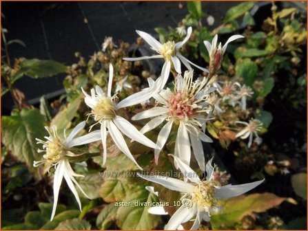 Aster divaricatus | Sneeuwsteraster, Bosaster, Aster | Waldaster