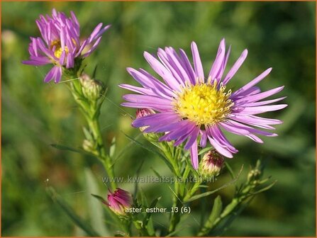 Aster &#039;Esther&#039; | Aster | Aster