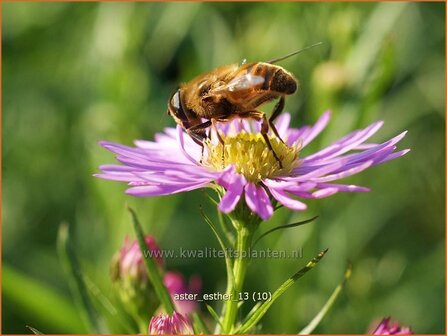 Aster &#039;Esther&#039; | Aster | Aster