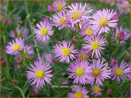 Aster &#039;Esther&#039; | Aster | Aster