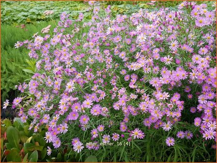 Aster &#039;Esther&#039; | Aster | Aster