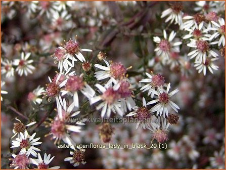 Aster lateriflorus &#039;Lady in Black&#039; | Aster | Waagerechte Herbst-Aster