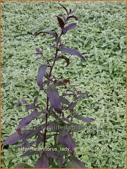 Aster lateriflorus &#039;Lady in Black&#039; | Aster | Waagerechte Herbst-Aster