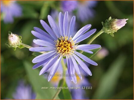 Aster macrophyllus &#039;Twilight&#039; | Aster | Gro&szlig;bl&auml;ttrige Aster