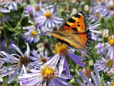 Aster macrophyllus &#039;Twilight&#039; | Aster | Gro&szlig;bl&auml;ttrige Aster