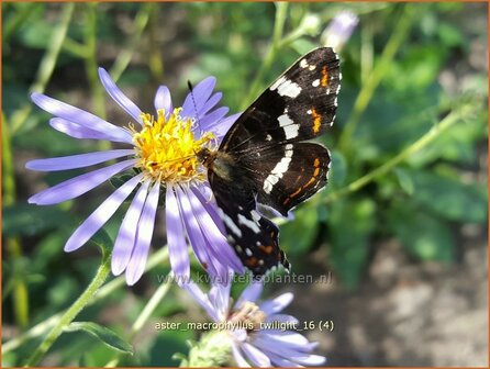 Aster macrophyllus &#039;Twilight&#039; | Aster | Gro&szlig;bl&auml;ttrige Aster