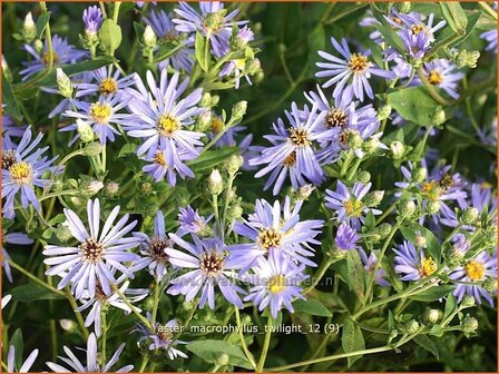 Aster macrophyllus &#039;Twilight&#039; | Aster | Gro&szlig;bl&auml;ttrige Aster