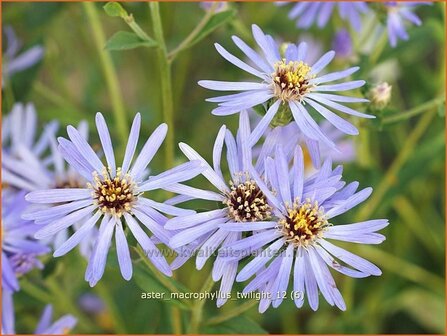 Aster macrophyllus &#039;Twilight&#039; | Aster | Gro&szlig;bl&auml;ttrige Aster