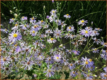 Aster macrophyllus &#039;Twilight&#039; | Aster | Gro&szlig;bl&auml;ttrige Aster