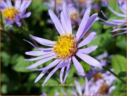 Aster radula &#039;August Sky&#039; | Aster | Raspel-Aster