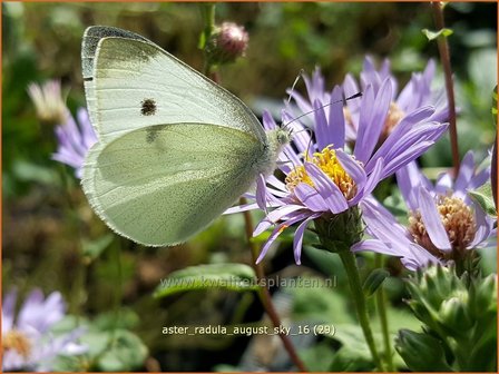 Aster radula &#039;August Sky&#039; | Aster | Raspel-Aster