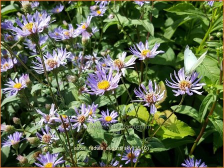 Aster radula &#039;August Sky&#039; | Aster | Raspel-Aster