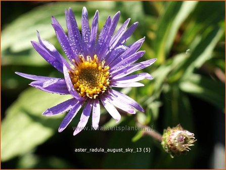 Aster radula &#039;August Sky&#039; | Aster | Raspel-Aster