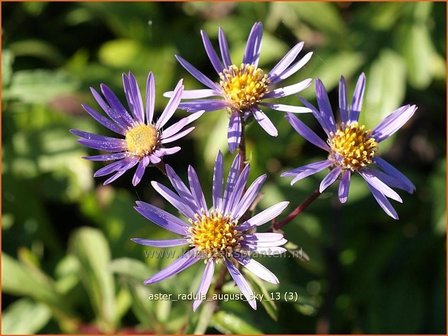 Aster radula &#039;August Sky&#039; | Aster | Raspel-Aster