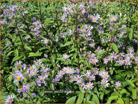 Aster radula &#039;August Sky&#039; | Aster | Raspel-Aster