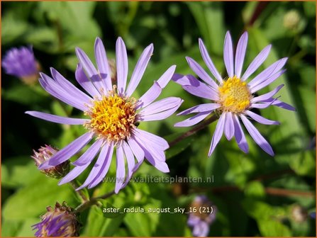 Aster radula &#039;August Sky&#039; | Aster | Raspel-Aster